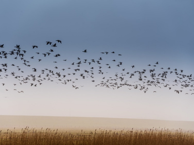 Scarica Gratis Images Grippe Aviaire En Suisse Fin Des Mesures De Prevention actualisé par